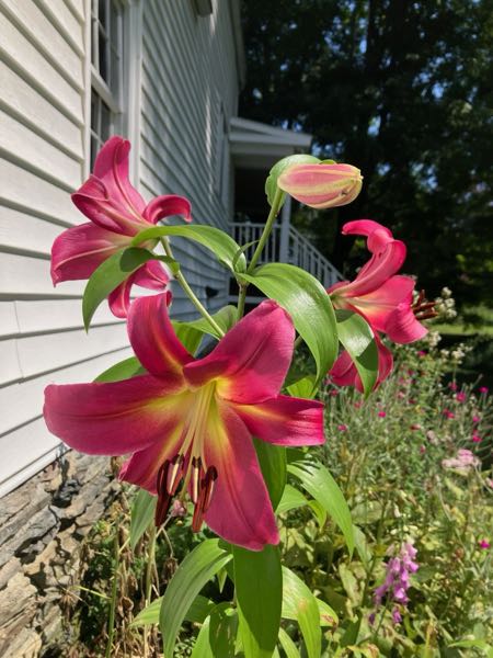 Flowers