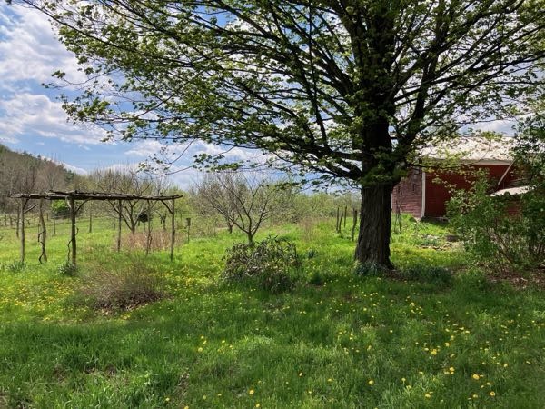 Grape Arbor