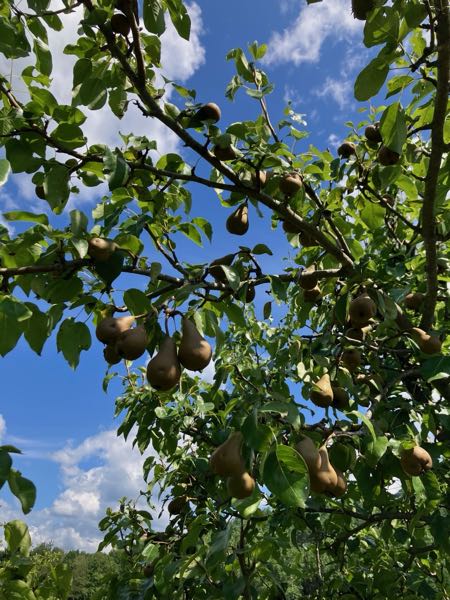 Orchard & Greenhouse — Pears