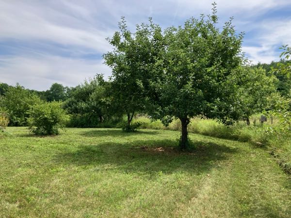 Orchard & Greenhouse