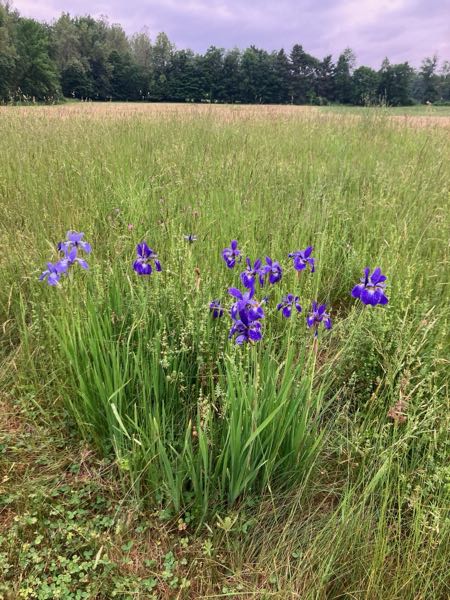 Hayfield & Walking Paths