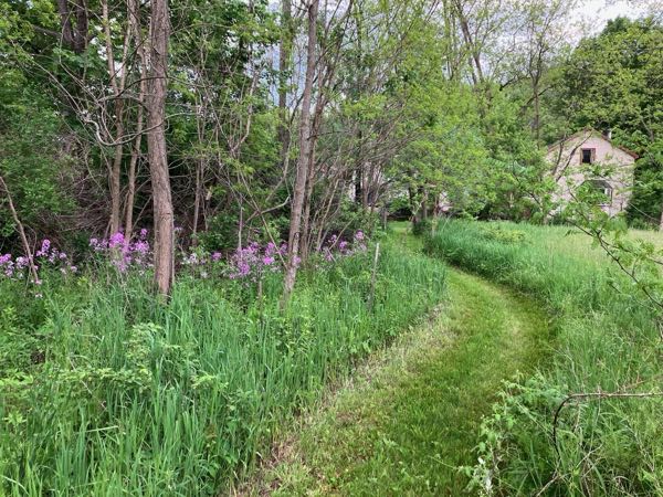 Hedgerow