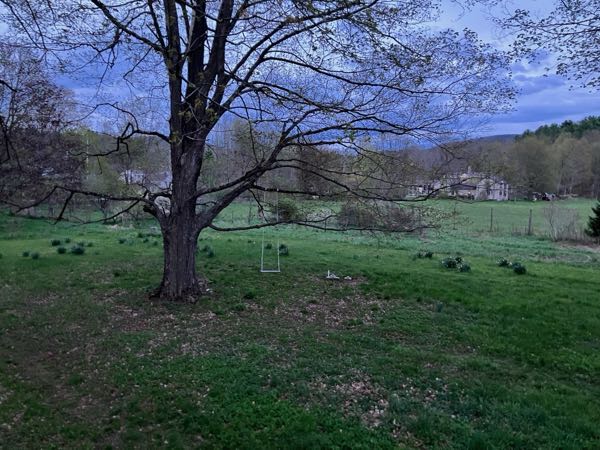 Sugar Maples — Spring