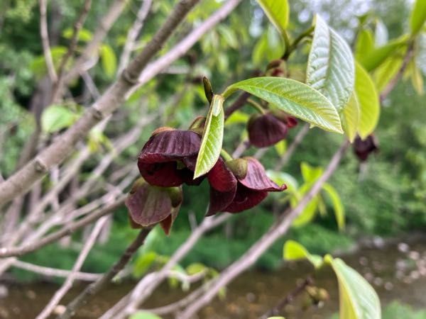 Swimming Hole — Pawpaw Flowers