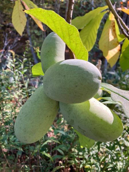 Swimming Hole — Pawpaw Fruits