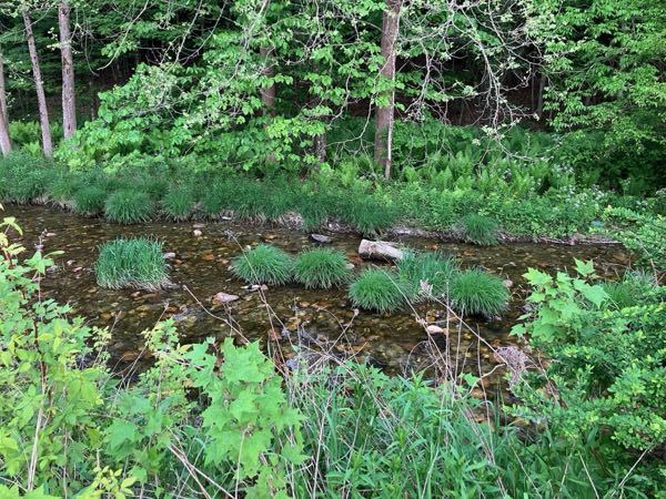 Swimming Hole
