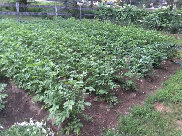 Vegetable Gardens — Potatoes