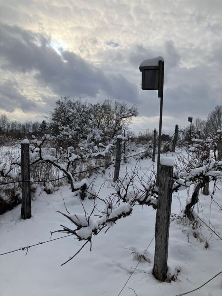 Vineyard — Winter
