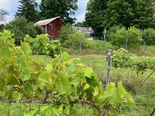 Vineyard