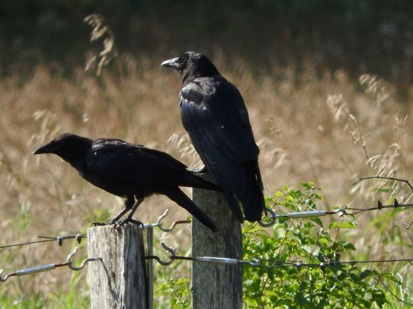 Wildlife