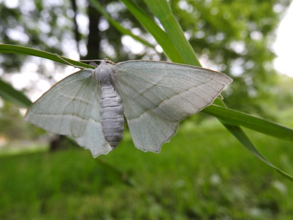 Wildlife