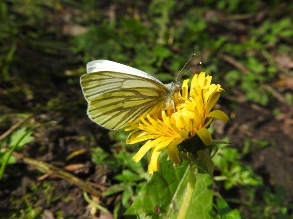 Wildlife