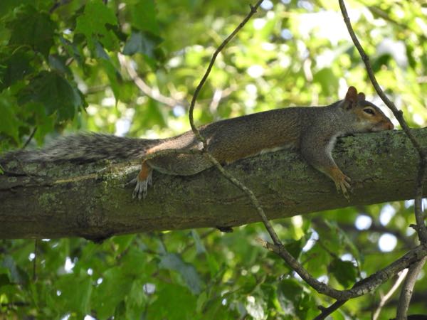 Wildlife