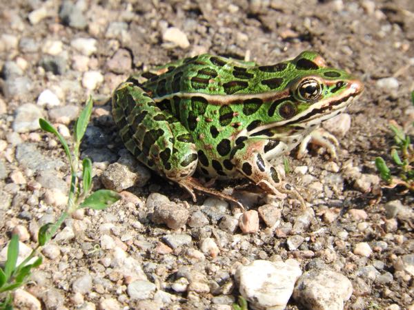 Wildlife