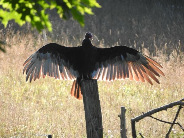 Wildlife
