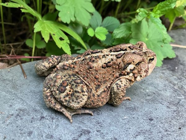 Wildlife
