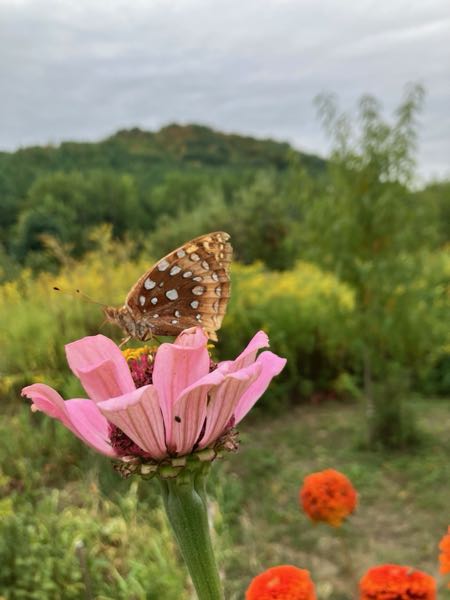 Wildlife