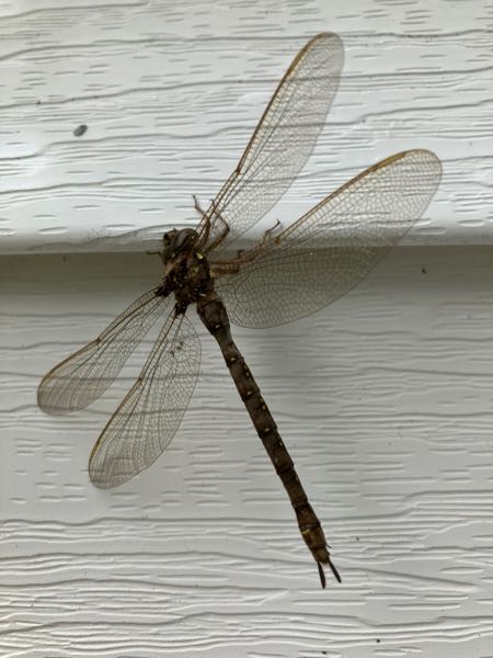 Wildlife