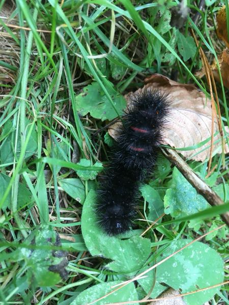 Wildlife
