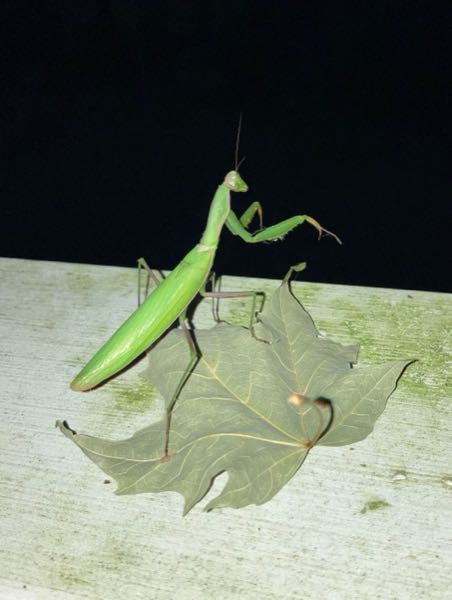 Wildlife
