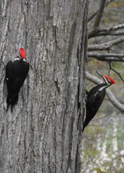 Wildlife — Pileated Woodpeckers