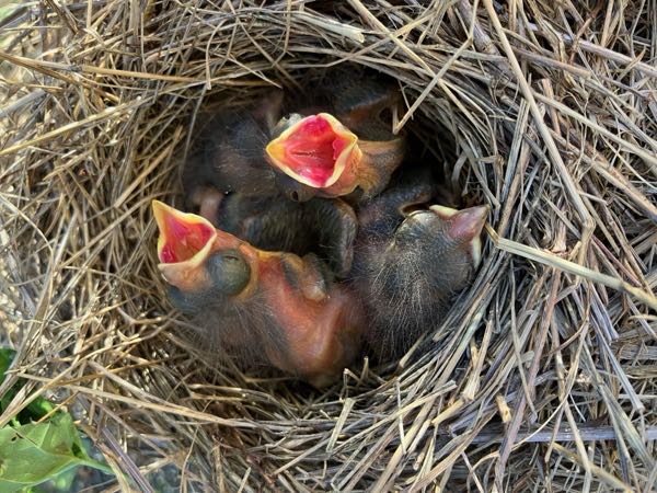 Wildlife — Nest