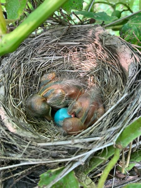 Wildlife — Baby Robins Sleeping
